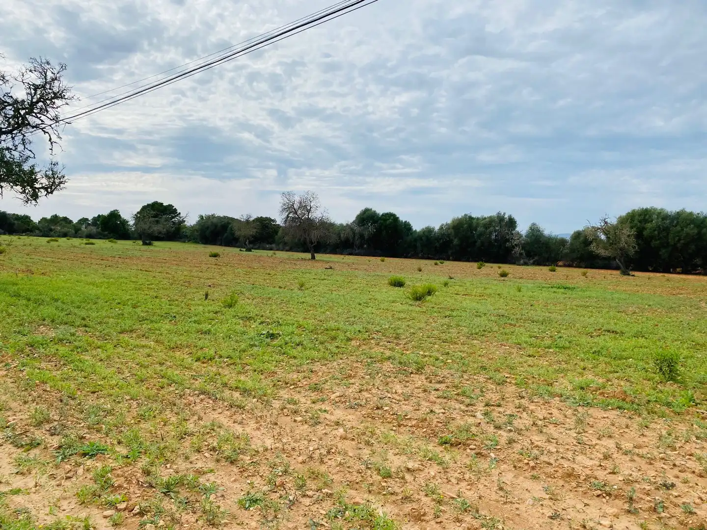 Rural land for sale in Felanitx Poble, imagen 4