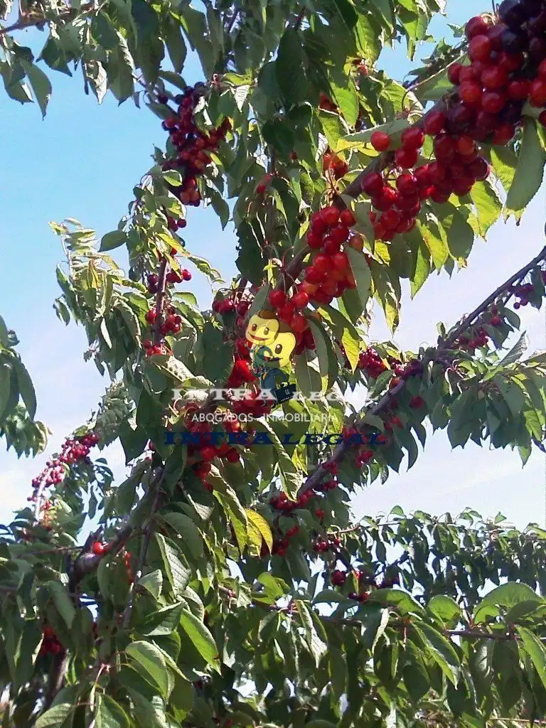 Jardín de Local en venta en Sotoserrano con Aire acondicionado, Amueblado y Alarma