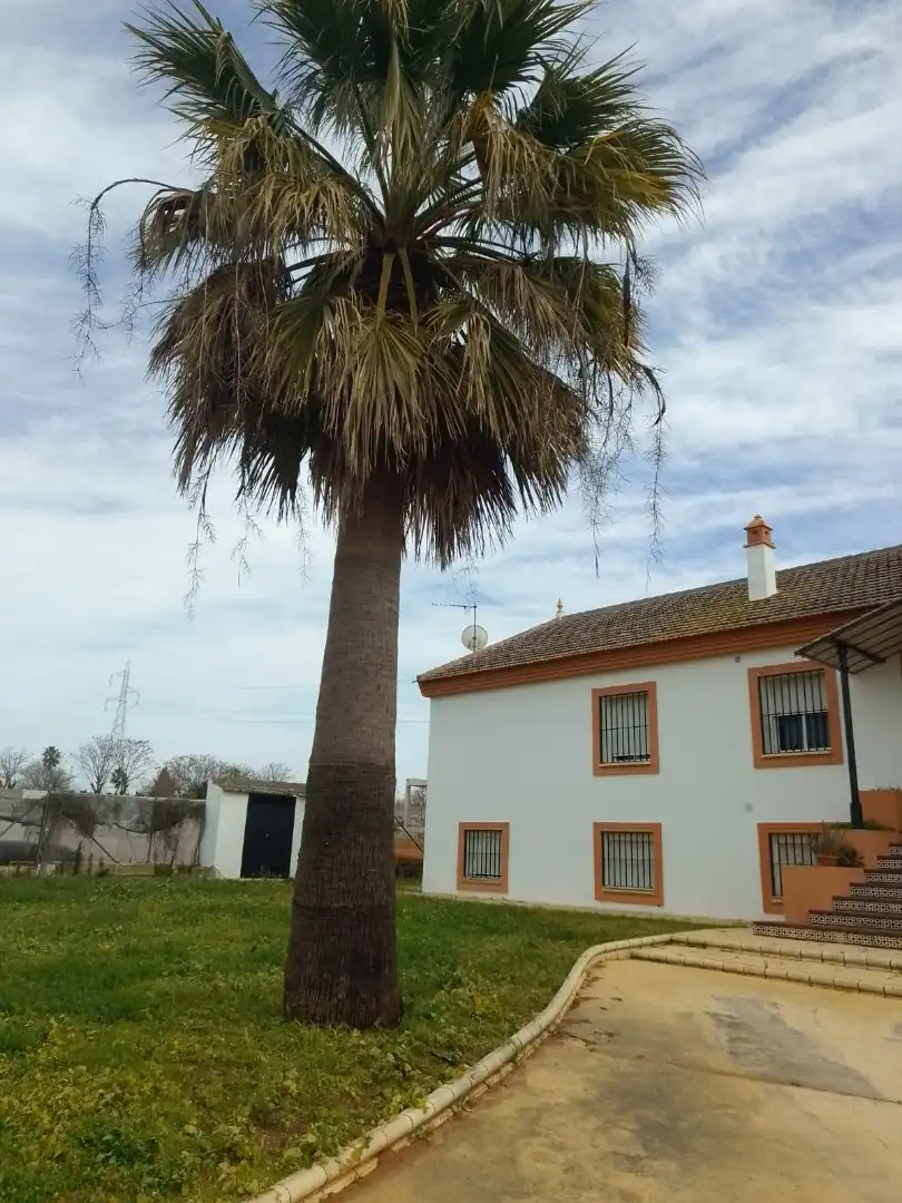 Vista exterior de Casa o chalet en venta en Dos Hermanas con Jardín privado, Terraza y Balcón