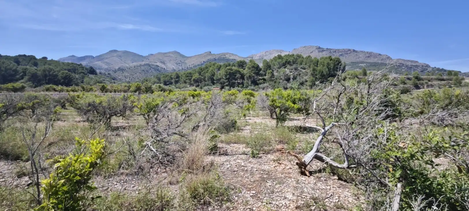 Residential land for sale in Tormos, imagen 36