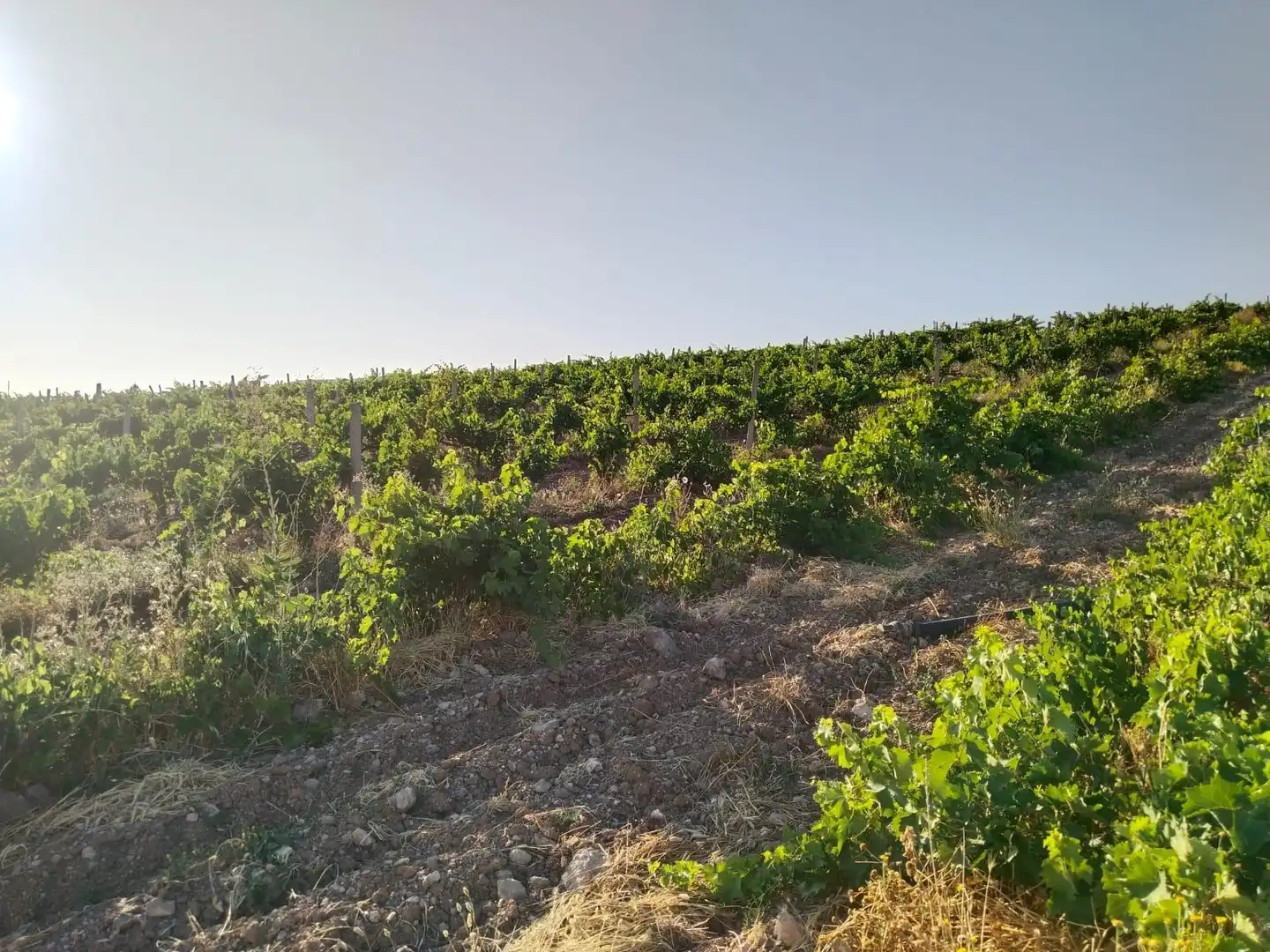 Terreni e lotti in vendita a Mollina, imagen 21