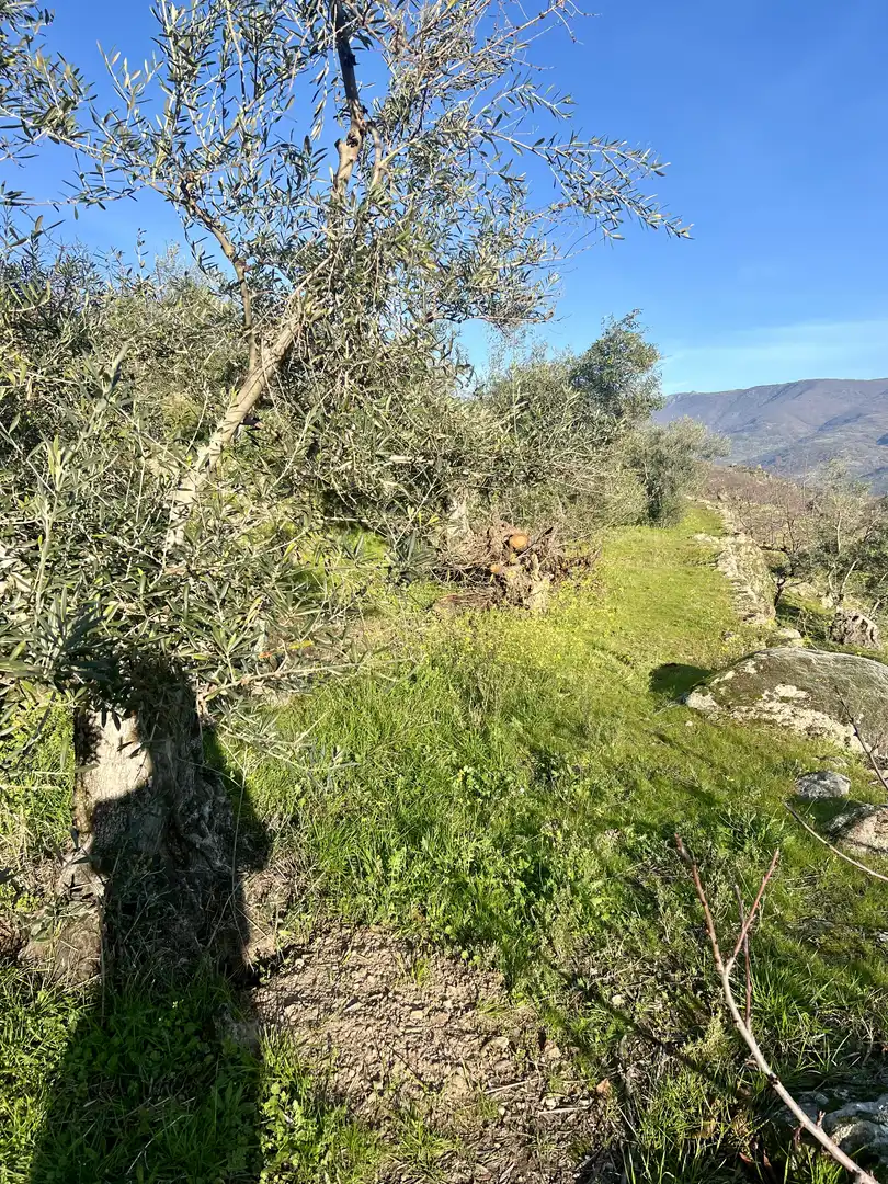 Terreni e lotti in vendita a El Torno