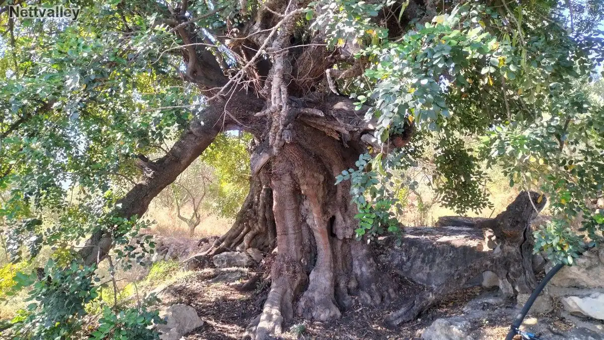 Terreni e lotti in vendita a LOMA DEL MEDIO, imagen 13