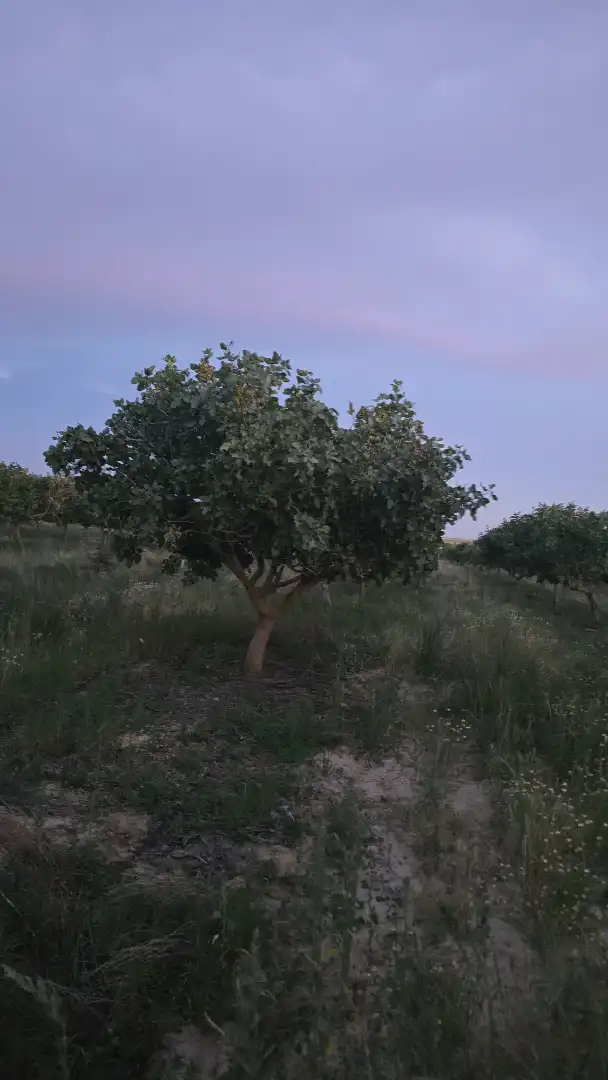 Terreno rustico in vendita a Ontígola, imagen 15