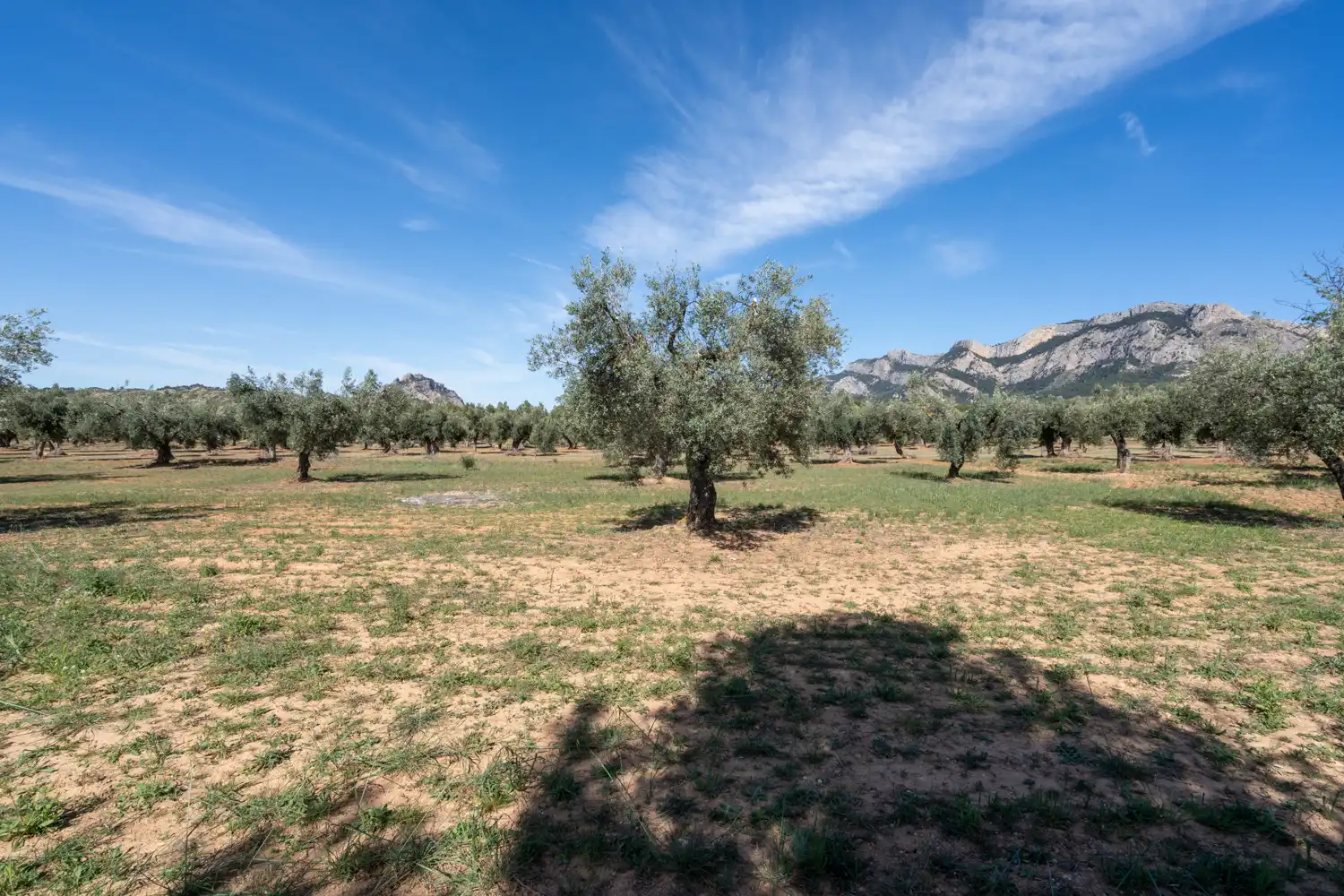 Rural land for sale in Raval dels Àngels 18, imagen 37
