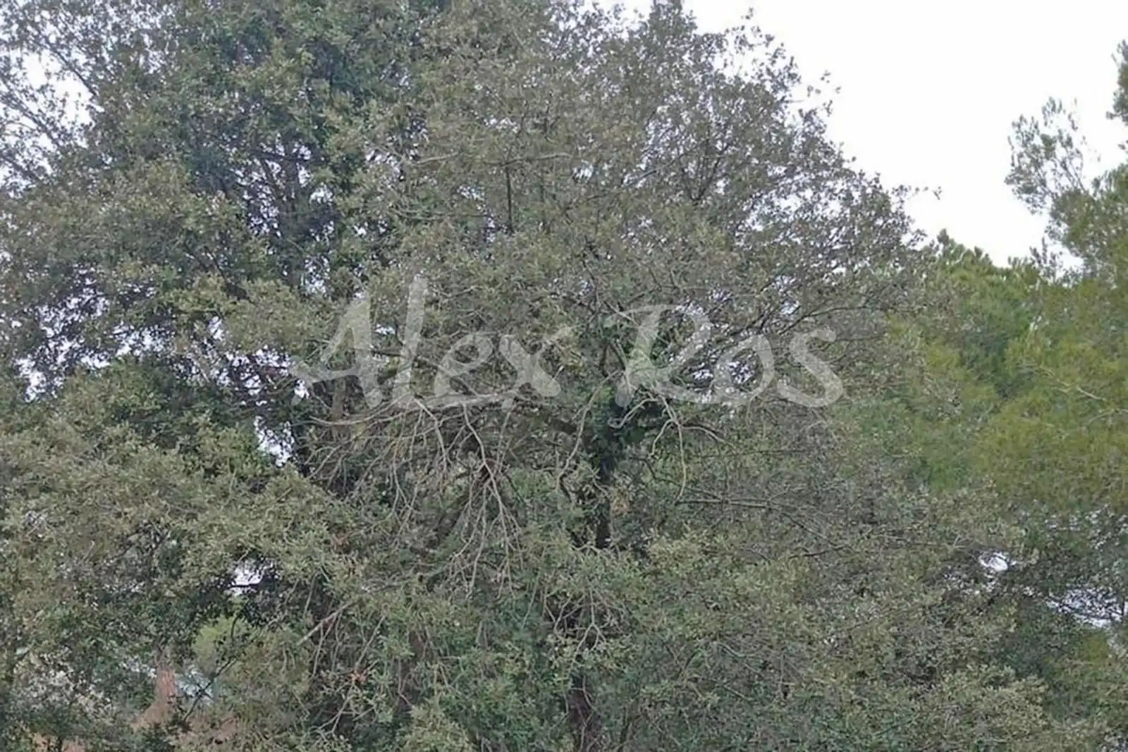 Casa con piscina en venta en Poble, imagen 15