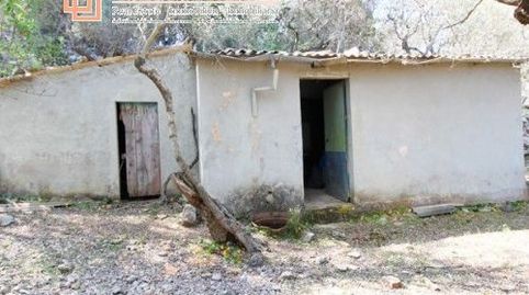 Bonito Olivar Con Pequeño Porche, immagine 2