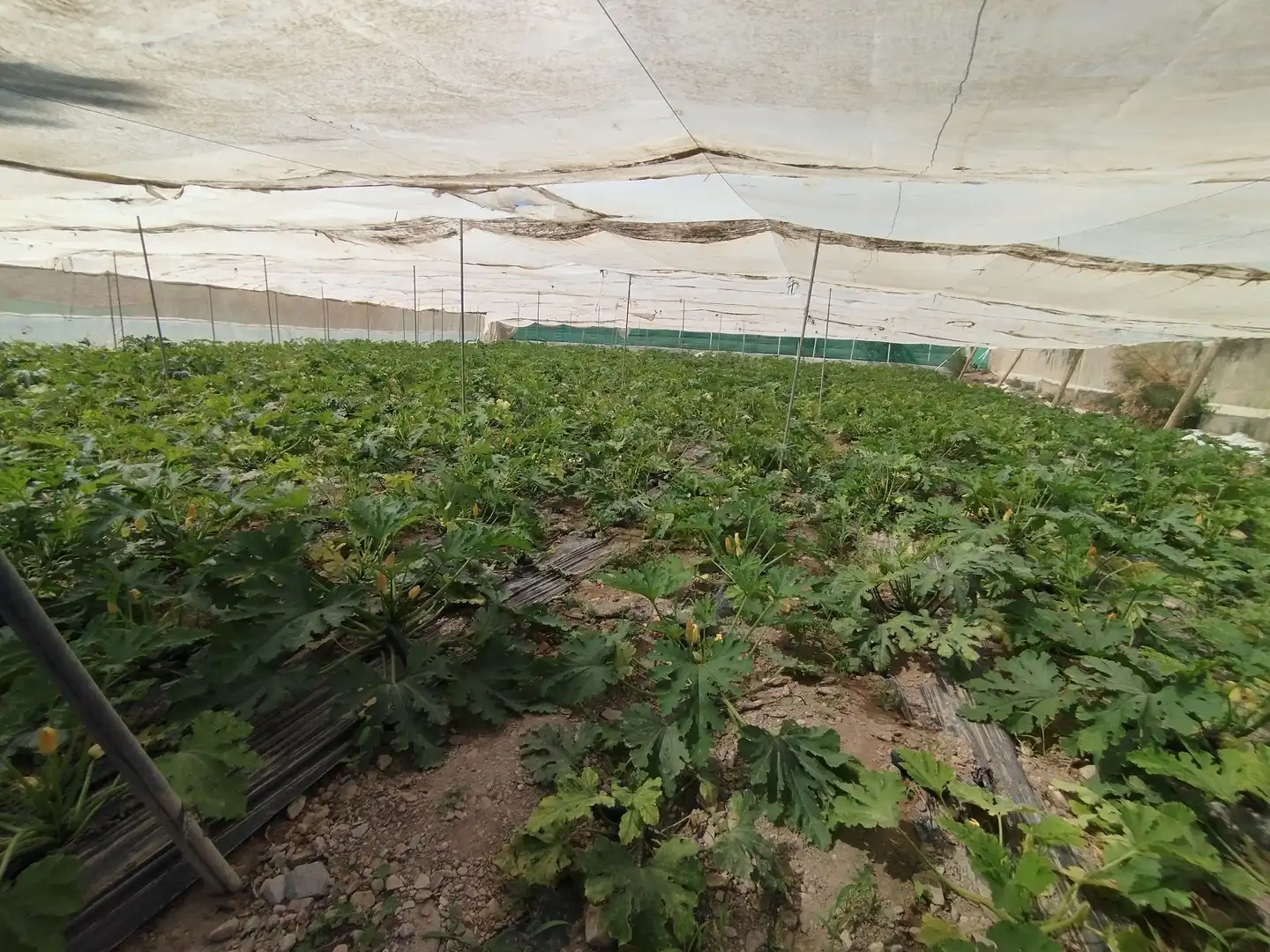 Terreno rustico in vendita a Santa Fe de Mondújar, imagen 39