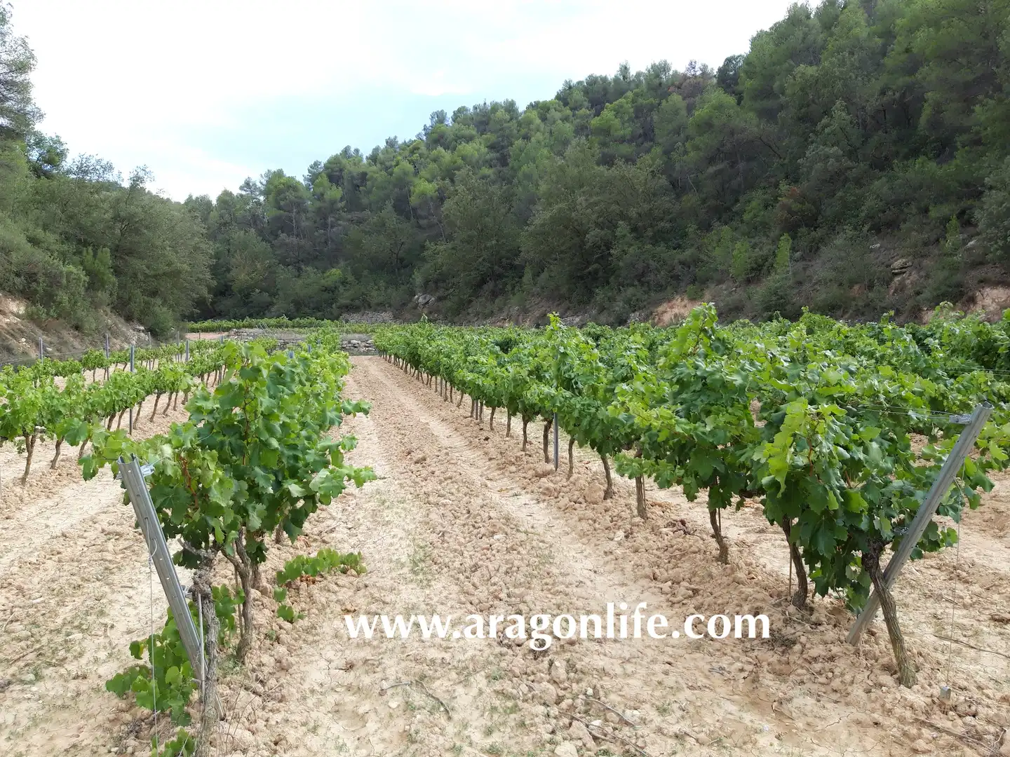 Jardí de Finca rústica en venda en Caseres