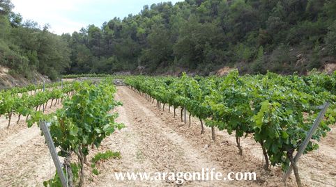 Foto 2 de Finca rústica en venta en N-420, Caseres, Tarragona