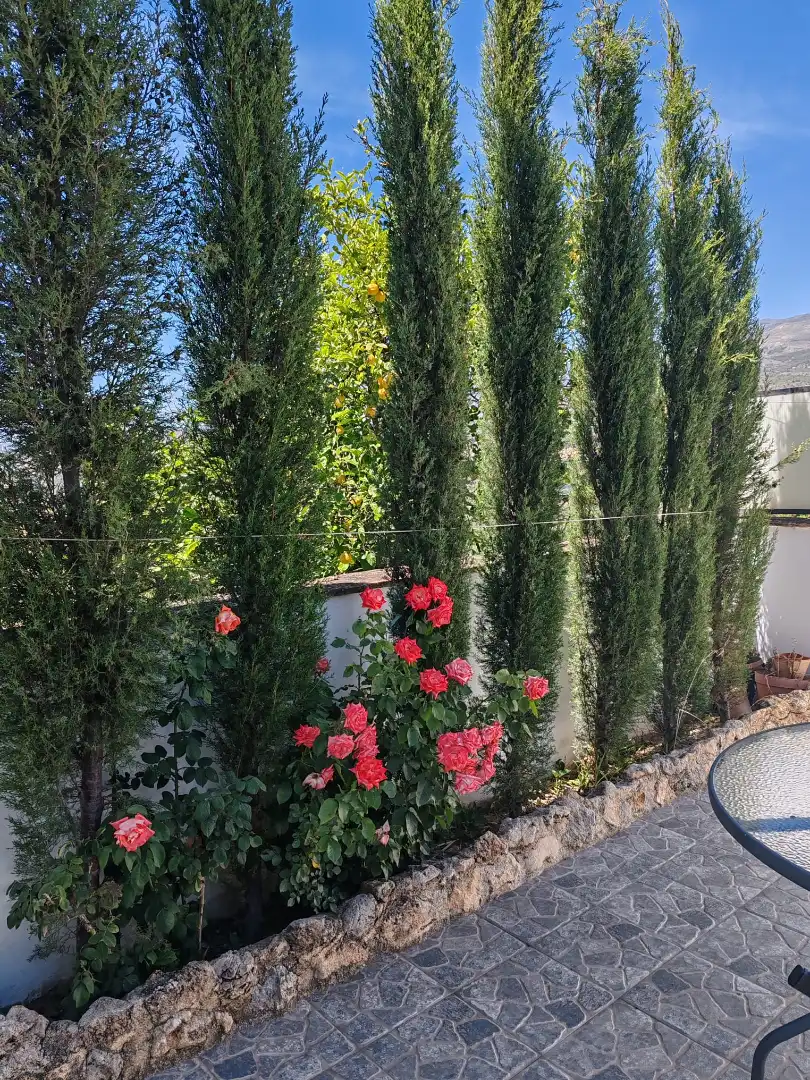 Jardí de Casa adosada en venda en El Pinar amb Terrassa, Moblat i Forn