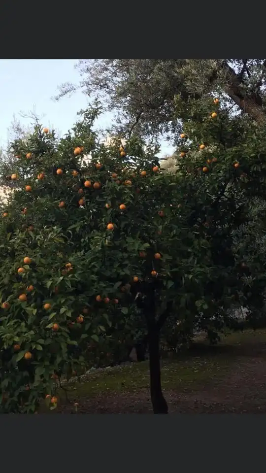 Jardí de Finca rústica en venda en El Pinar