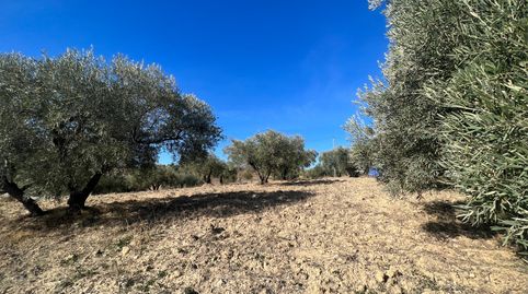 Foto 5 de Terreno en venta en Calle Diseminados, Almogía, Málaga