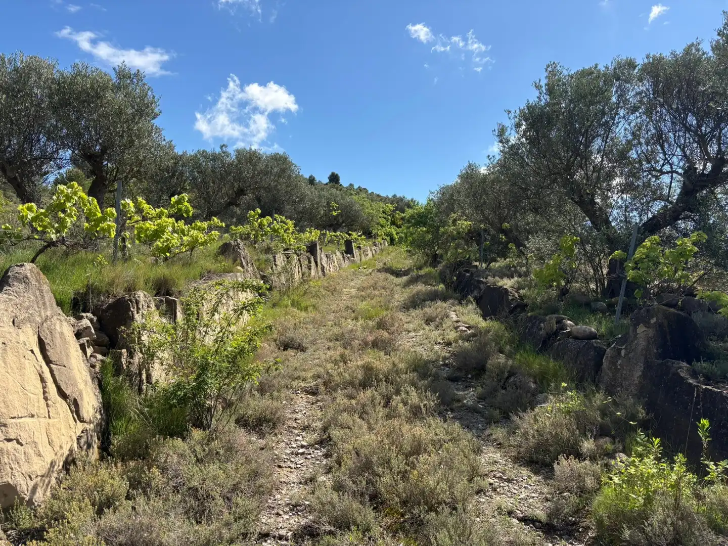 Land for sale in Cenicero