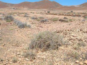 Photo 4 of Land for sale in Calle San Antonio, 28, Tiscamanita, Las Palmas