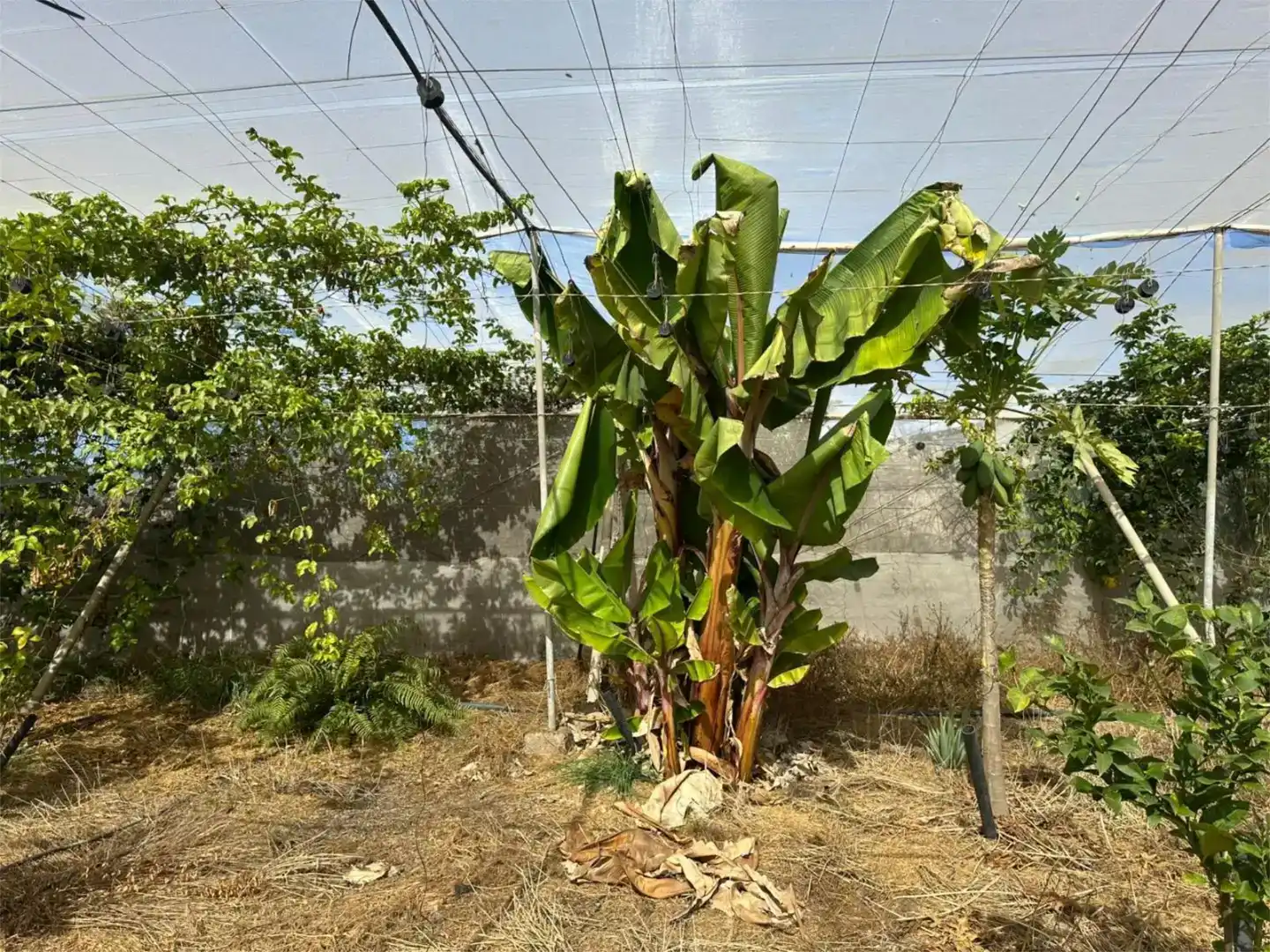 Jardí de Finca rústica en venda en Guía de Isora