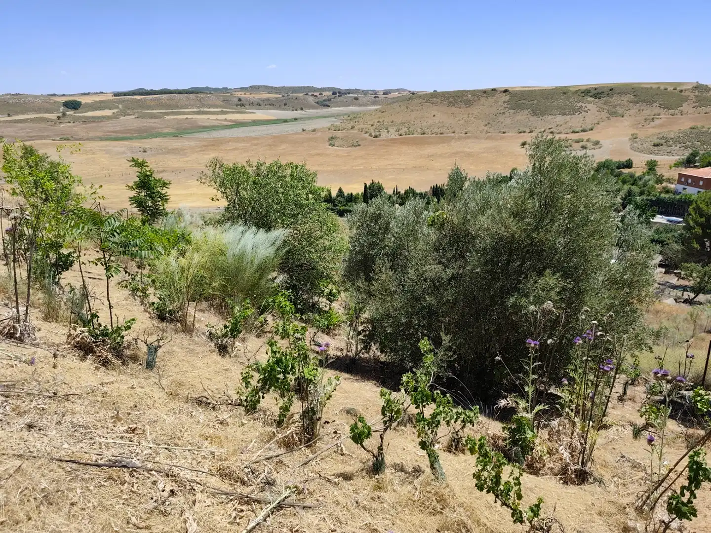 Casa o xalet en venda en Illana amb Jardí privat, Terrassa i Piscina