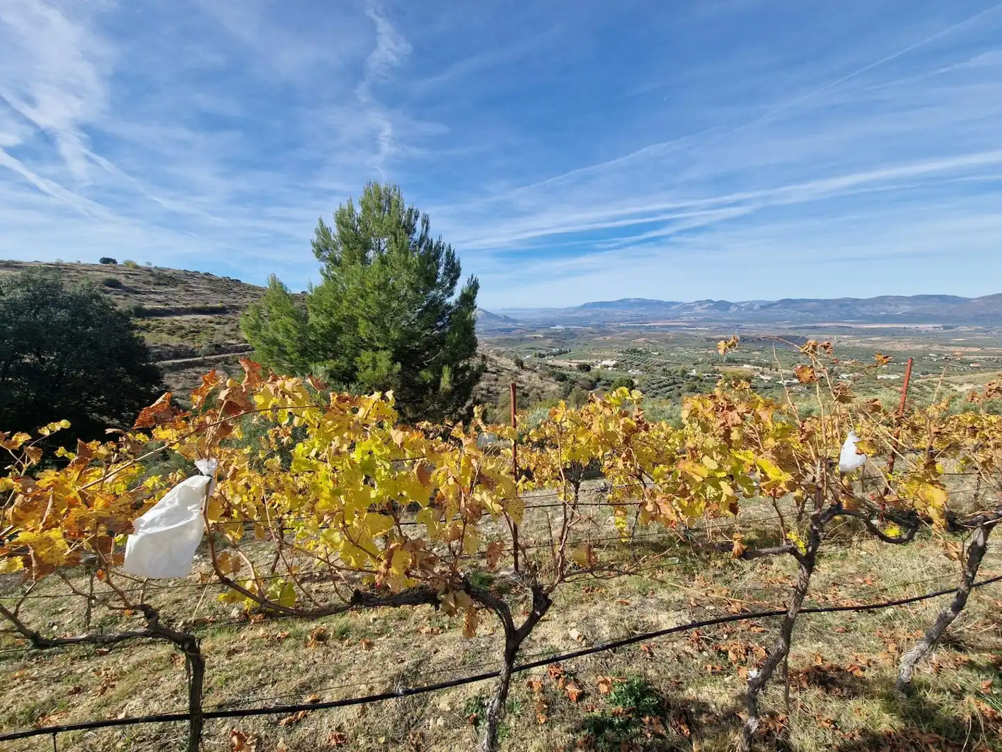 Maison rustique avec jardin à vendre à Cogollos de la Vega, imagen 60
