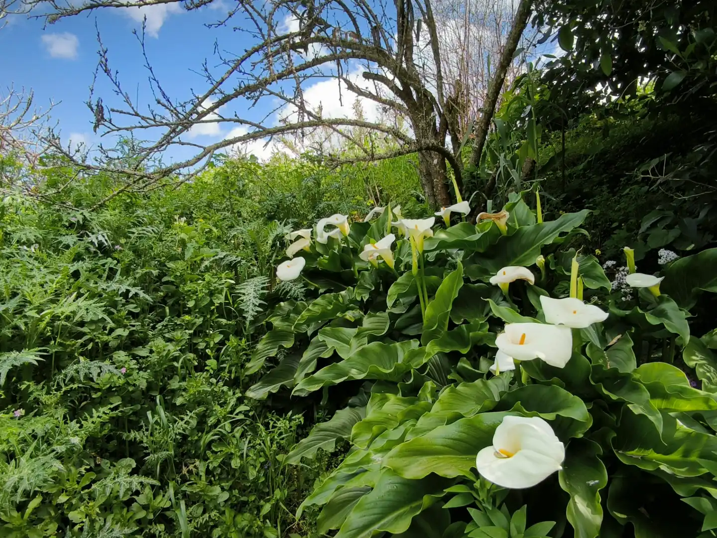 Jardín de Finca rústica en venta en Moya (Las Palmas)