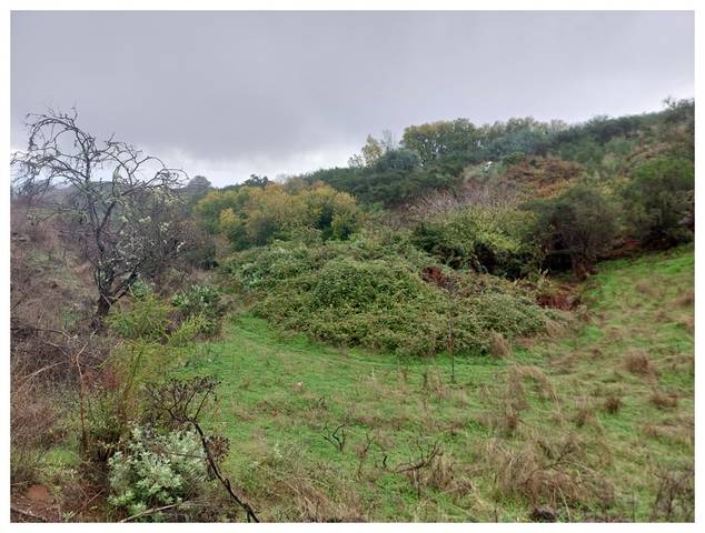 Terreno en Venta en Moya (Las Palmas)