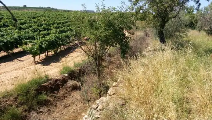 Rustikales Grundstück zum Verkauf in Pt Canaleja, imagen 6