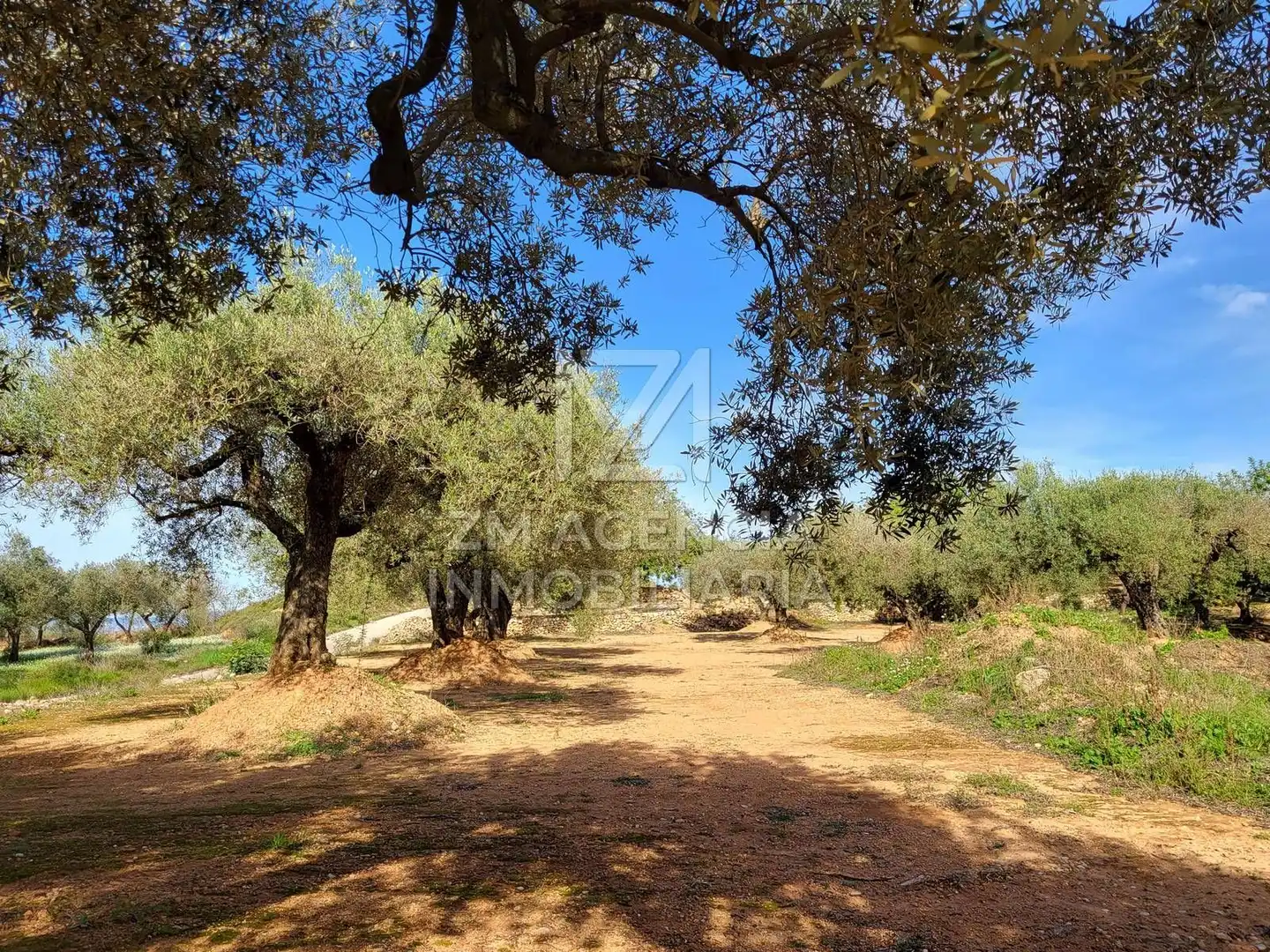 Terreno rustico in vendita a Traiguera, imagen 11