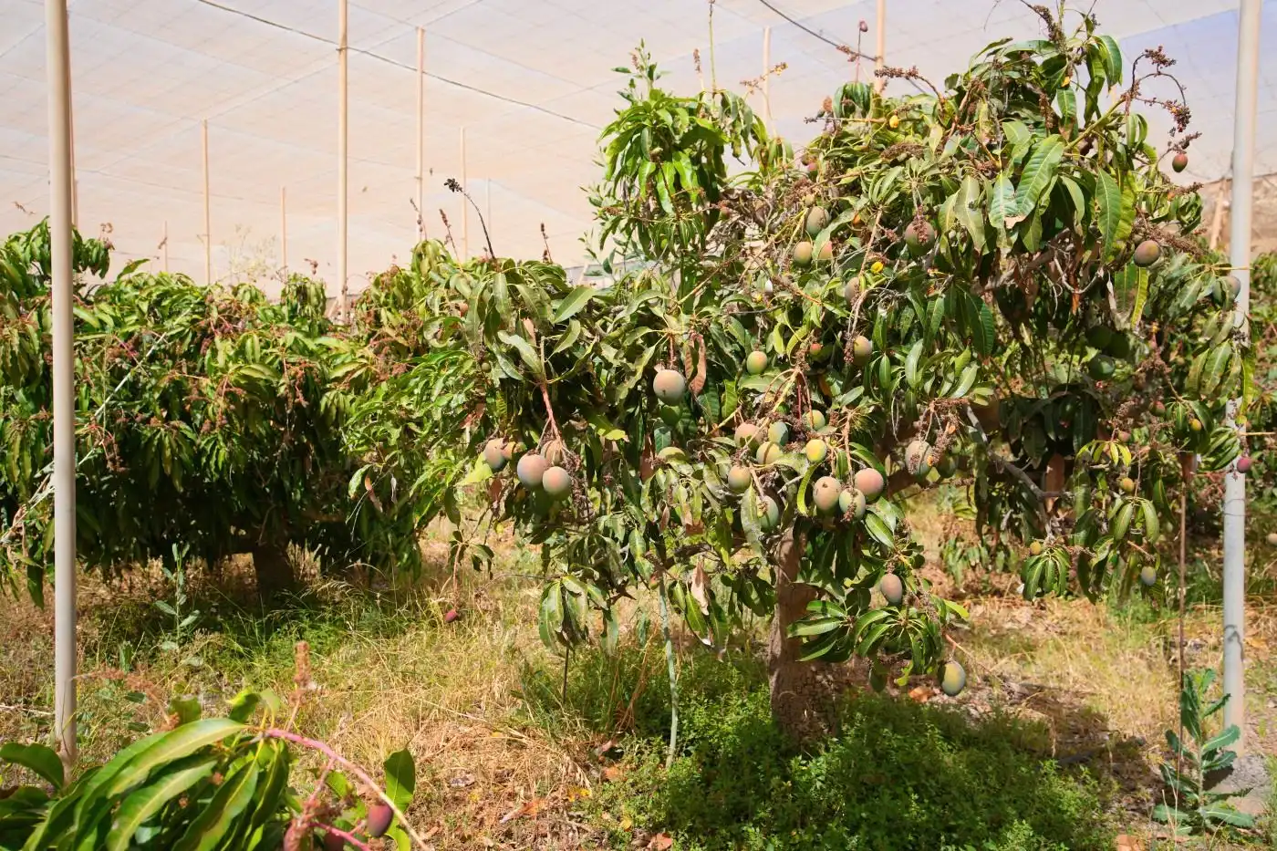 Garten von Grundstücke zum Verkauf in Güímar