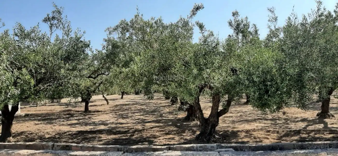 Terrain rustique à vendre à Carrer de l'Alcalde Paco Montes 43, imagen 9