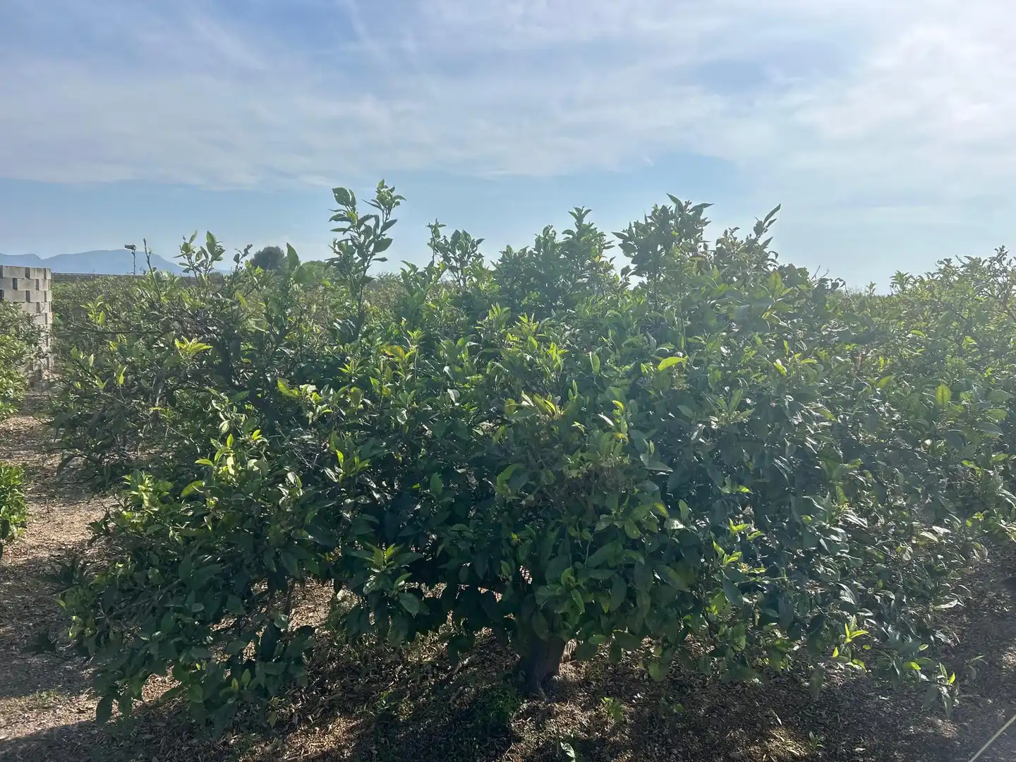 Rural land for sale in Carrer del Pou, imagen 4
