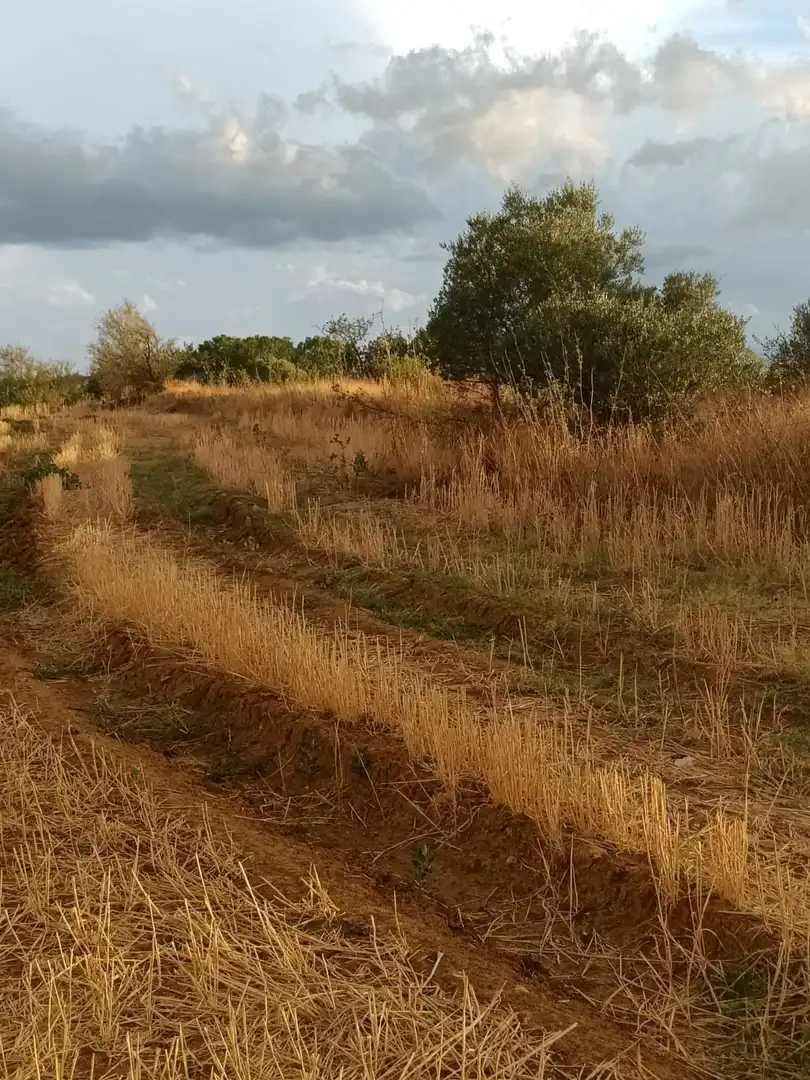 Terreny rústic en venda a Sant Climent Sescebes, imagen 4