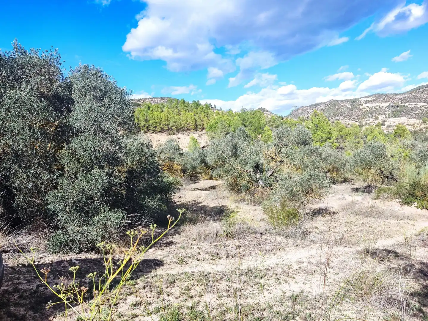 Terrain rustique à vendre à Riba-roja d'Ebre, imagen 2