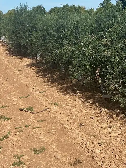 Terreno rustico in vendita a Calle García Pavón, imagen 15