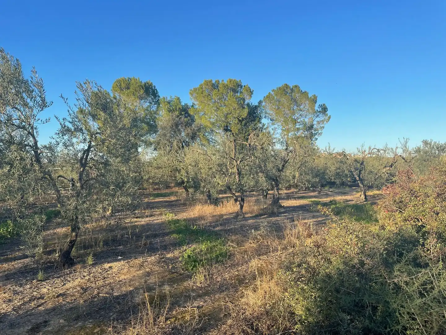 Terreno en venta en A-474, Bollullos de la Mitación