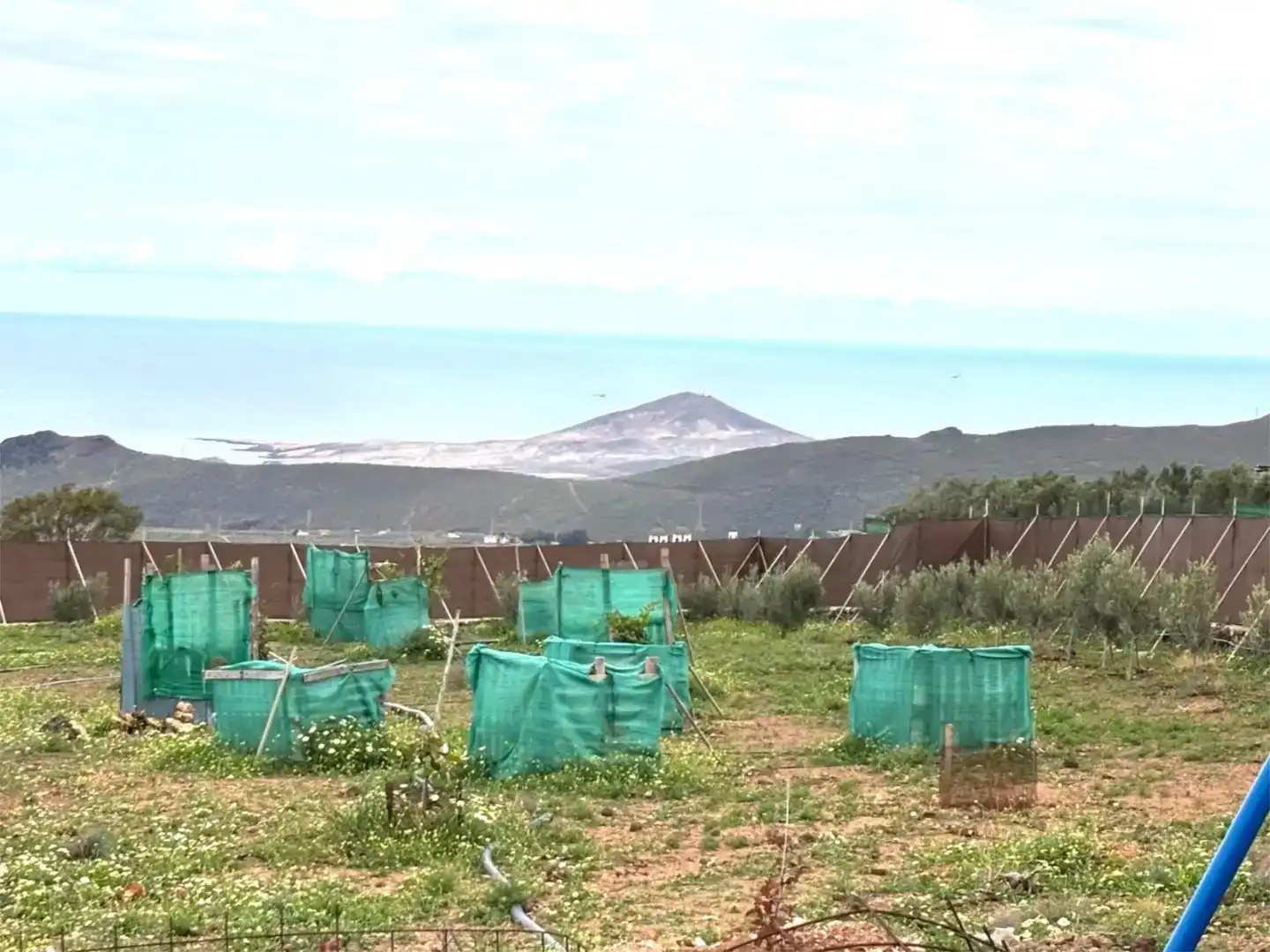 Jardí de Finca rústica en venda en Ingenio