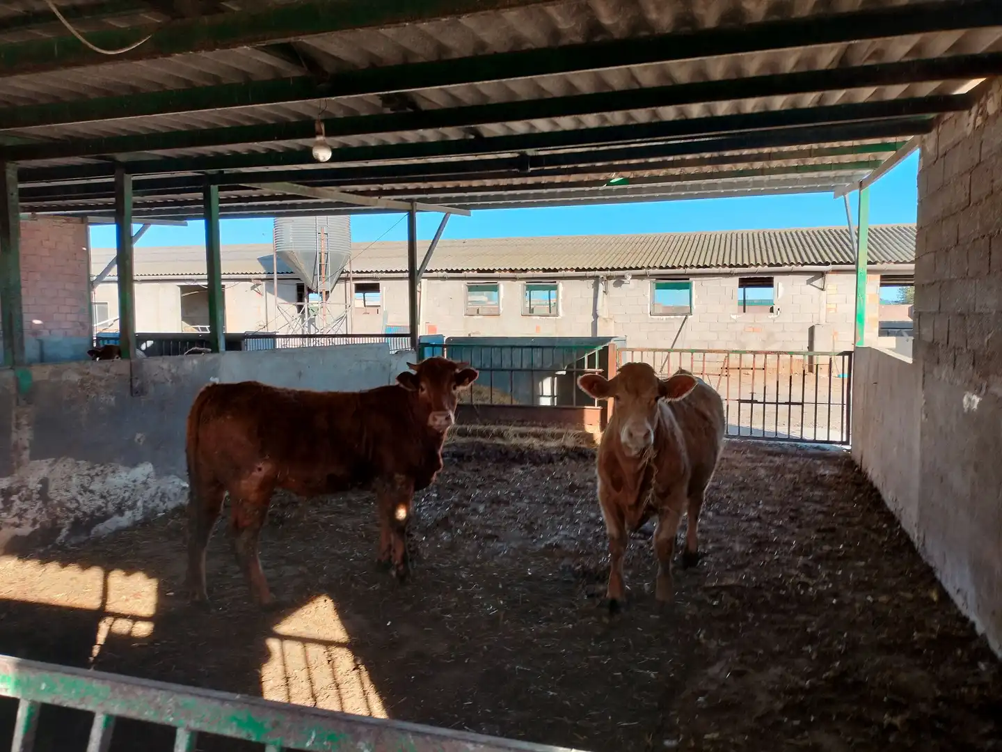 Rural land for sale in Sueca ciudad, imagen 5