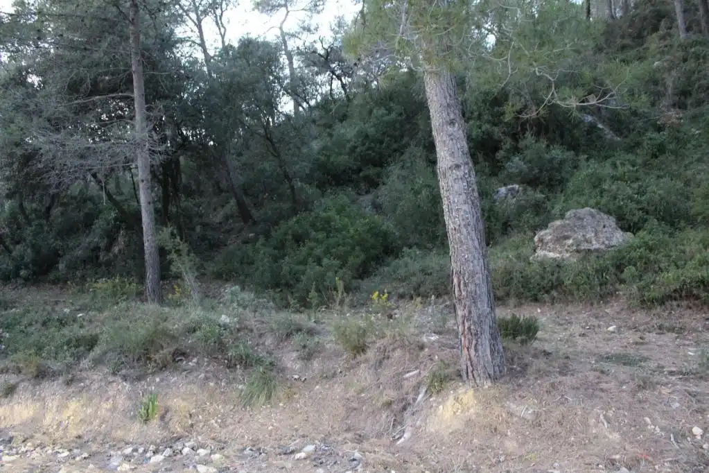 Terreny rústic en venda a ALDEA DE VALLFLOR, imagen 10