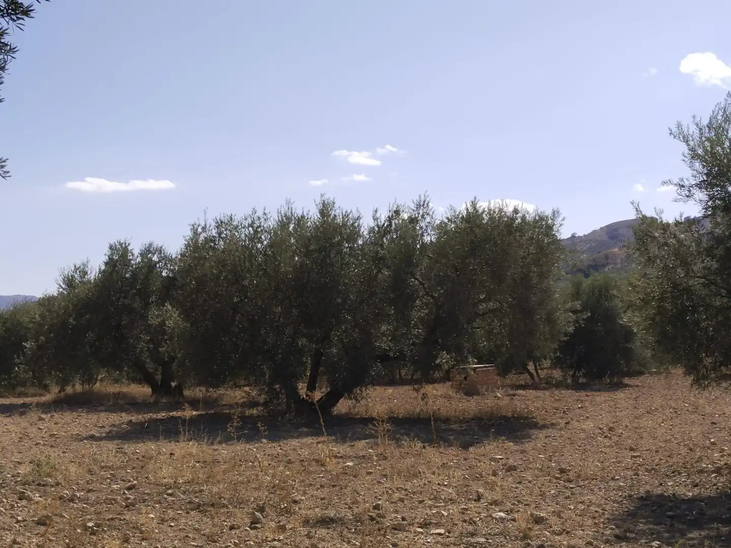 Terrenys i solars en venda a Centro, imagen 6