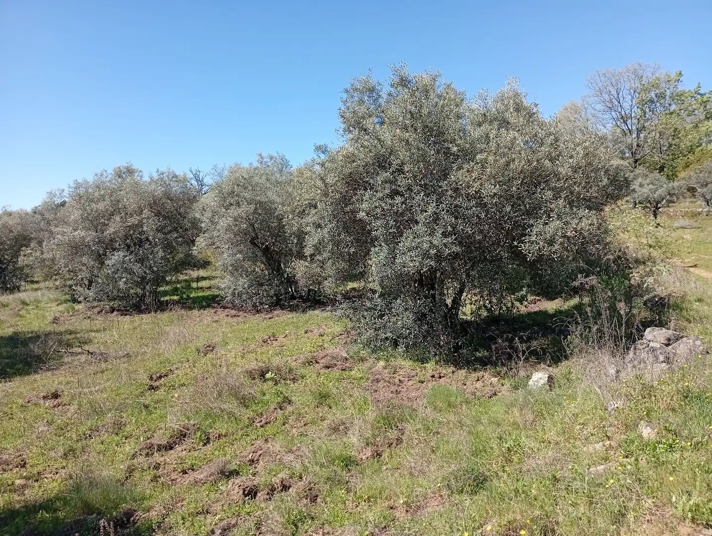 Terreni e lotti in vendita a Valverde de la Vera, imagen 10