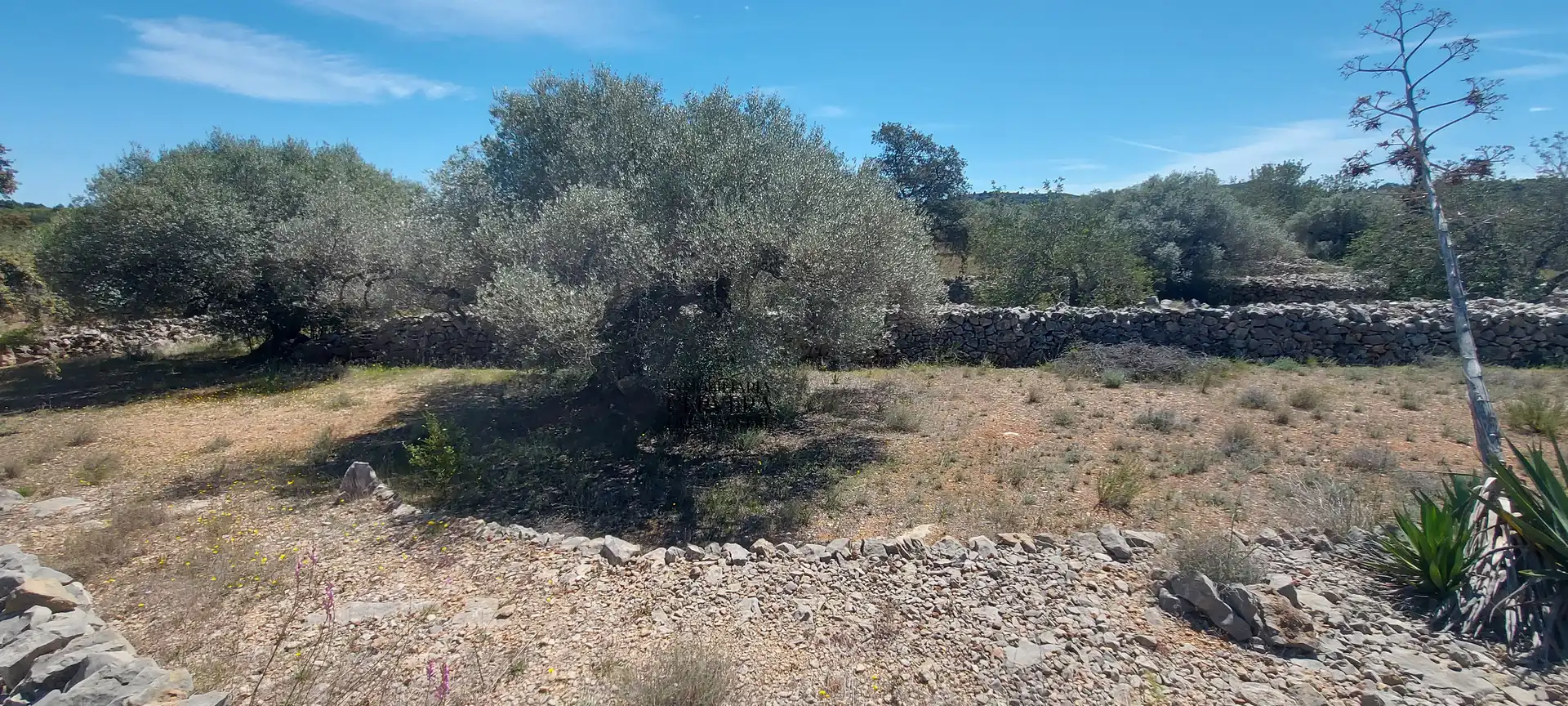 Terreno rustico in vendita a Cervera del Maestre, imagen 11