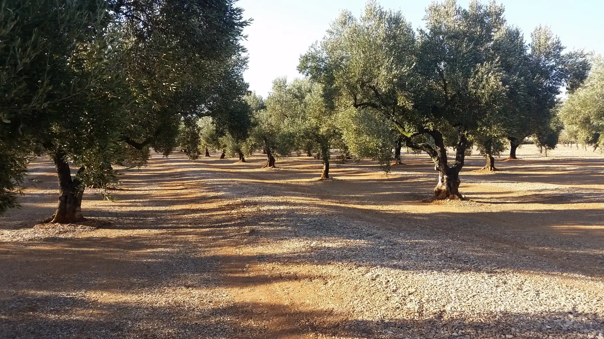 Terreno en venta en Ulldecona