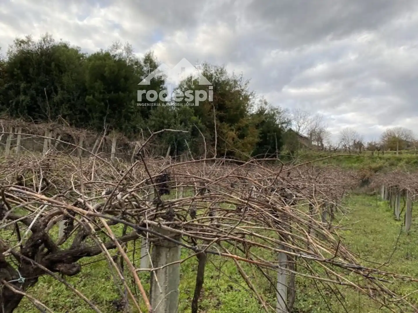 Terreny rústic en venda a A Cañiza, imagen 3