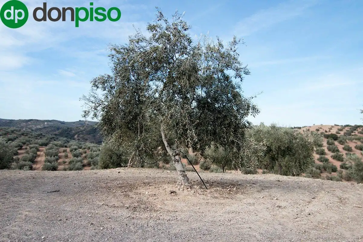 Casa rústica en venda a CORTIJO LA BARRAGANA, imagen 29