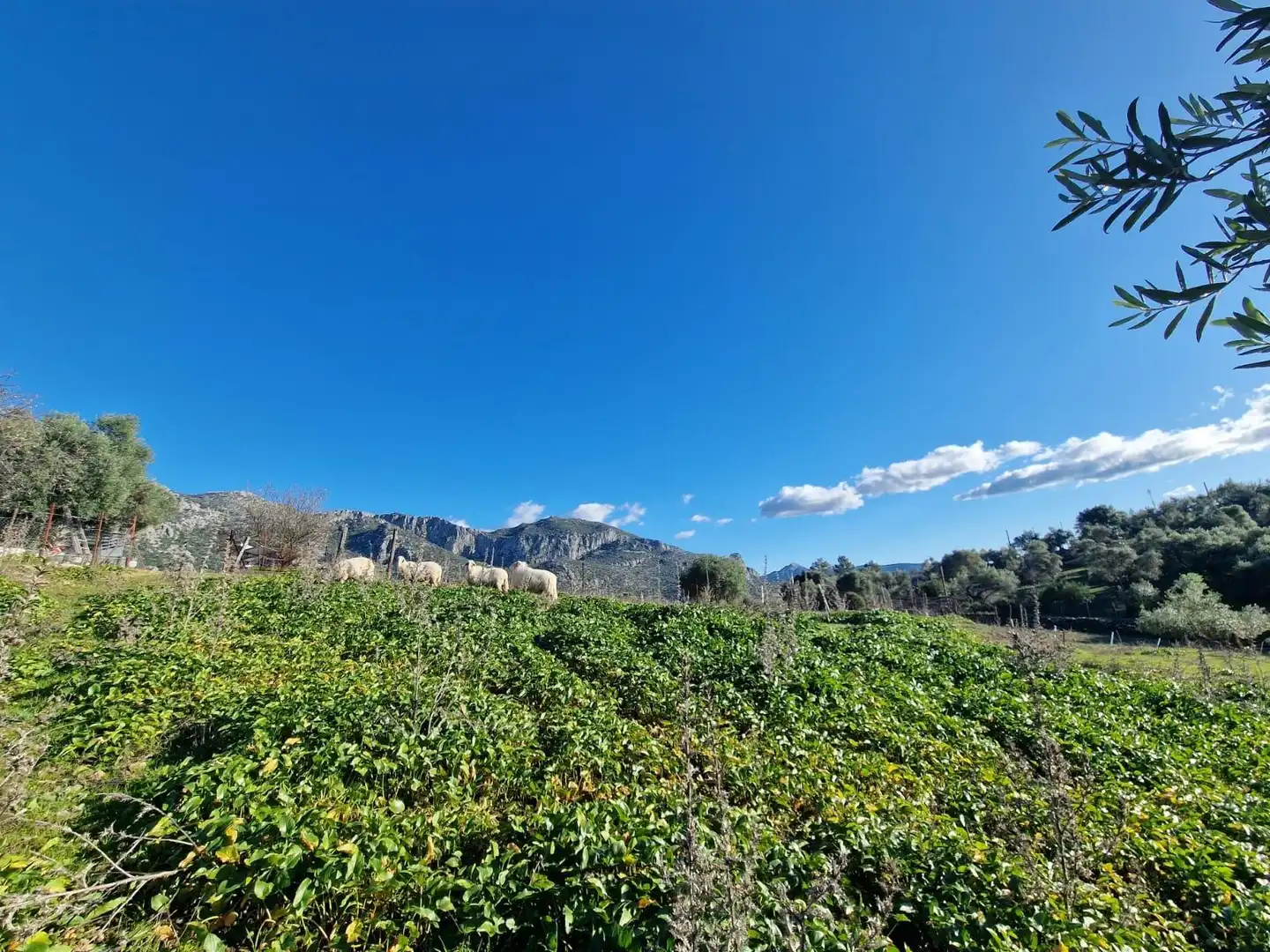 Terreny residencial en venda a Ubrique, imagen 3