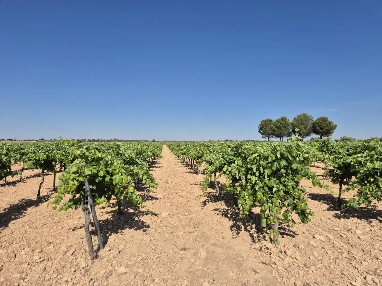 Terreno rustico in vendita a Las Colinas, imagen 31