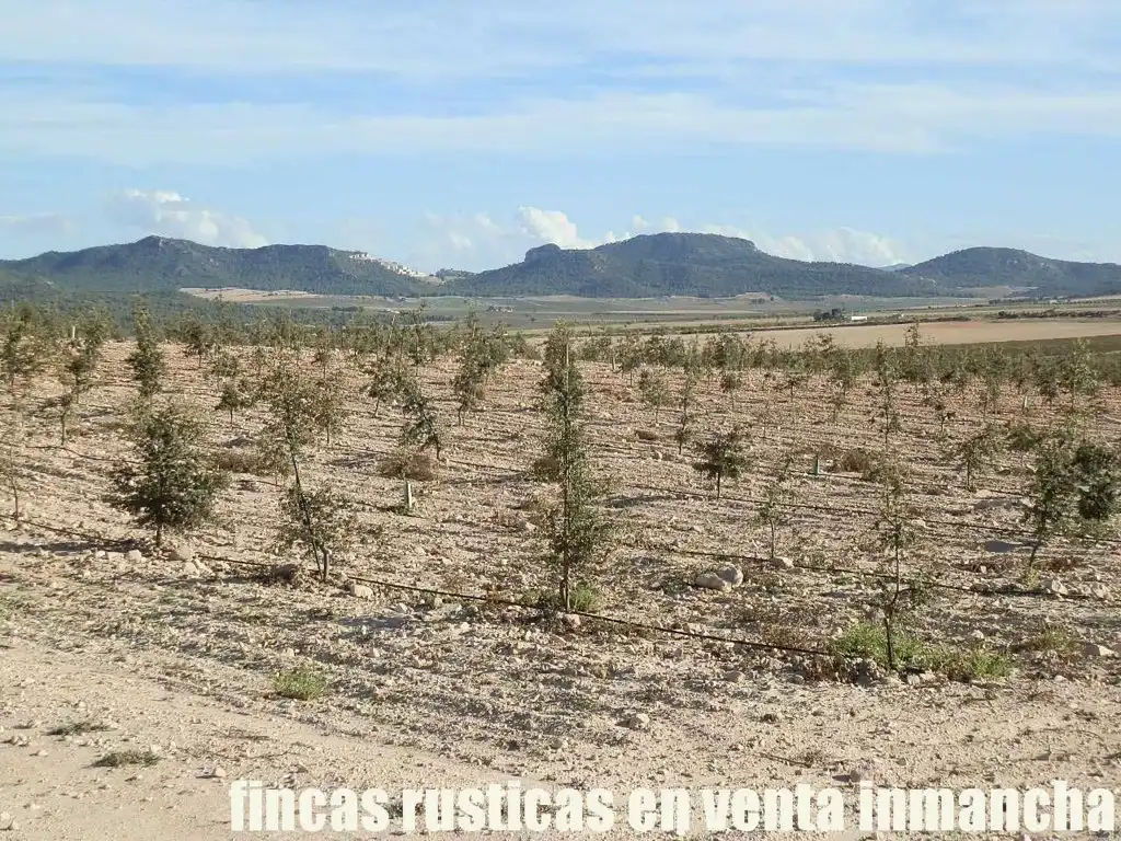 Rustikales Grundstück zum Verkauf in Jumilla, imagen 21