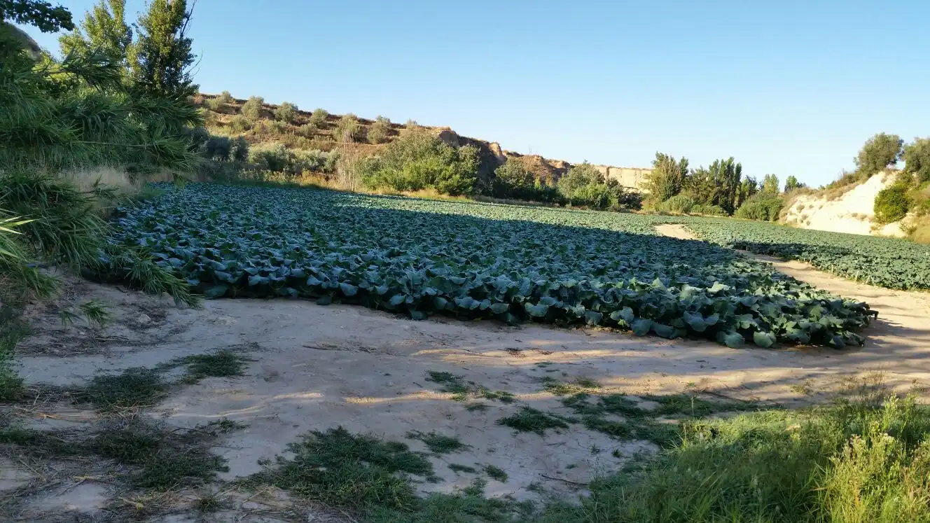 Terrenys i solars en venda a Cuevas del Campo, imagen 2