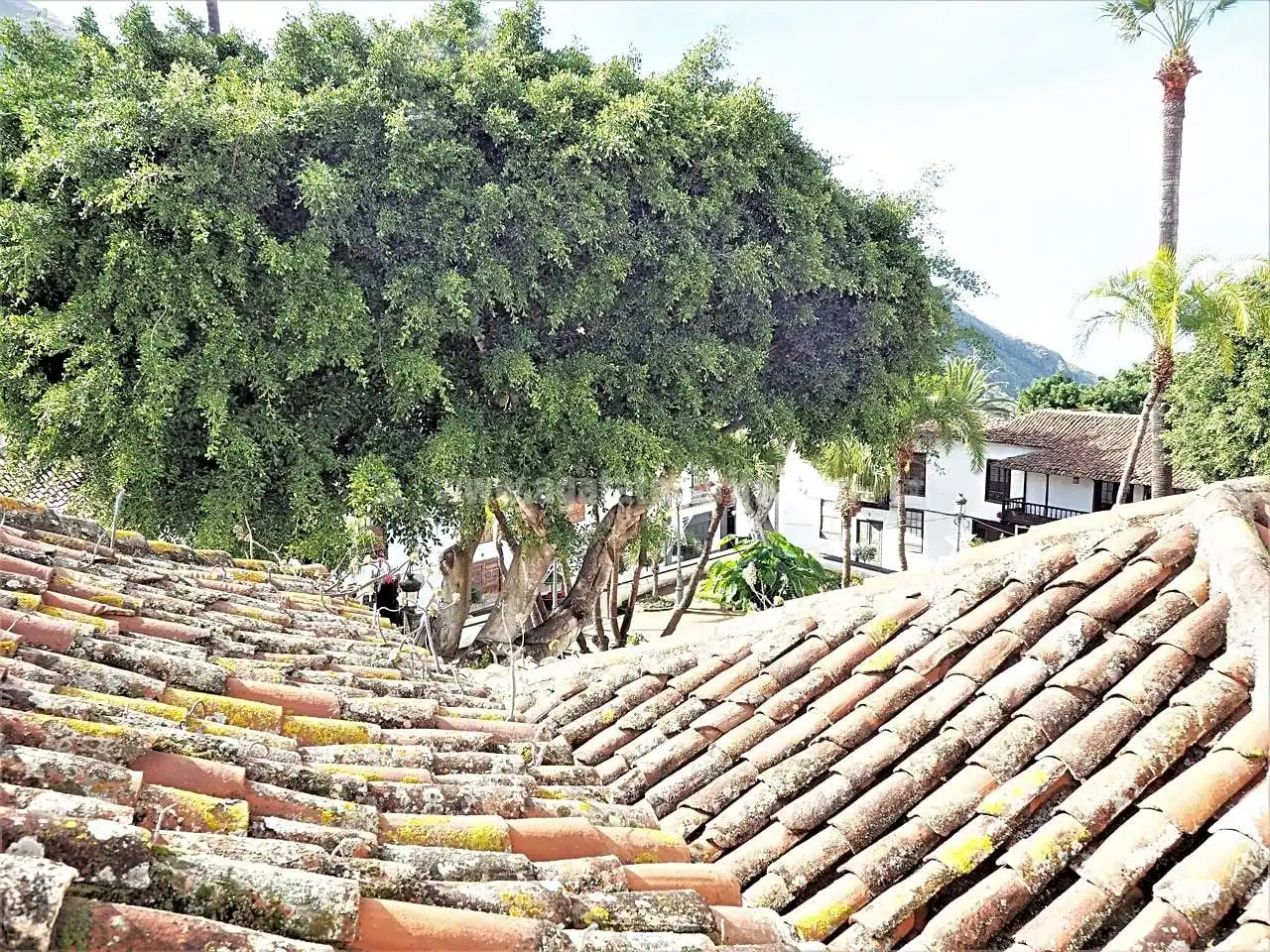 Vista exterior de Casa o xalet en venda en Icod de los Vinos amb Jardí privat