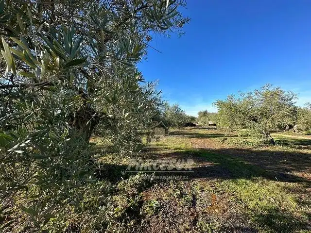 Finca rústica en venta en Adamuz