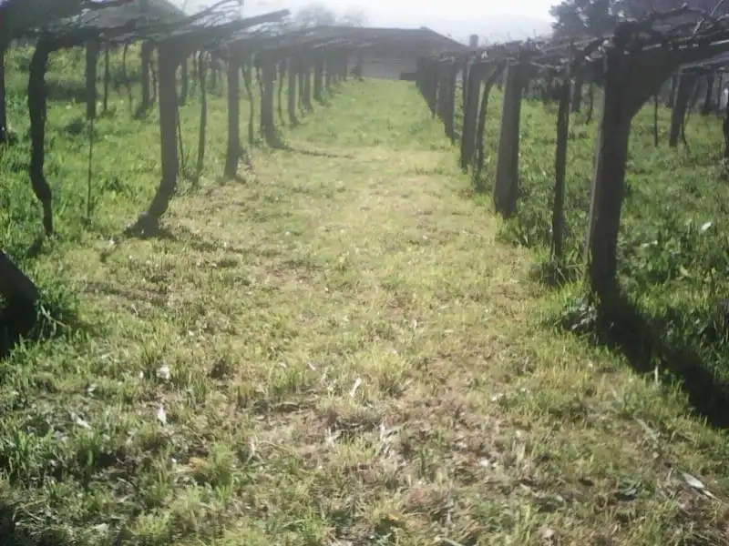Terreny residencial en venda a Mos, imagen 6