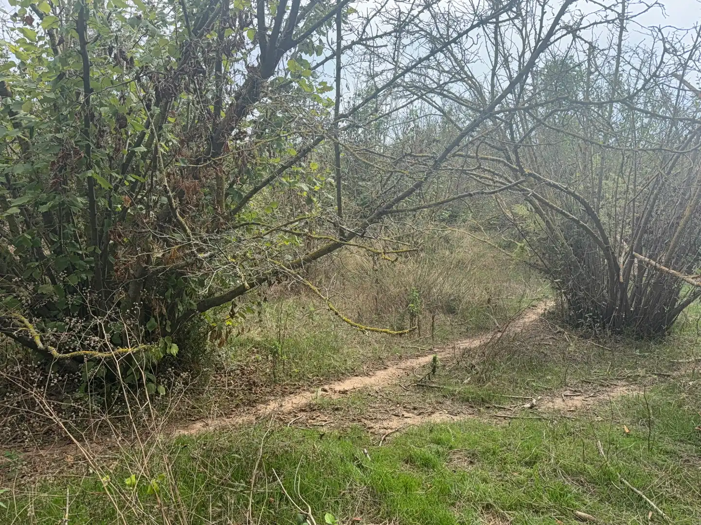 Terreny rústic en venda a Carretera del Catllar 22, imagen 12